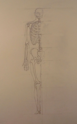 9042
<br/>
Skelettekening
<br/>
<em>onbekend</em>