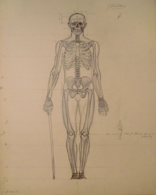 9060
<br/>
Skeletstudie
<br/>
<em>Richters, Johannes</em>
